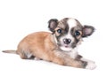 Cute chihuahua baby Royalty Free Stock Photo