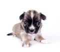 Cute Chihuahua baby on white background Royalty Free Stock Photo