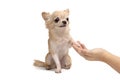 Cute Chihuahua brown dog and owner hand shaking or shaking hands