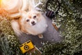 Cute chihuahua brown dog sitting relax with flower camera and be