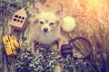 Cute chihuahua brown dog sitting relax with flower camera and be