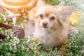 Cute chihuahua brown dog sitting relax with flower notebook came