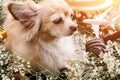 Cute chihuahua brown dog sitting relax with flower notebook came