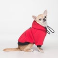 Cute chihuahua cobby in red clothes on white background