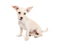 Cute Chihuahua Crossbreed Puppy With Perky Ears Royalty Free Stock Photo