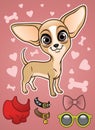 Cute Chihuahua dog with the accessories