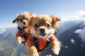 Cute chihuahua dog with backpack on top of mountain, Tibetan Spaniel puppies skydiving french alps, AI Generated