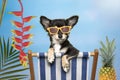 Cute chihuahua dog in a beach chair wearing sunglasses in a tropical summer surrounding Royalty Free Stock Photo