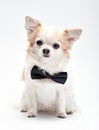 Cute Chihuahua dog with black bow tie