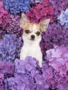 Cute chihuahua dog between hydrangea flowers Royalty Free Stock Photo