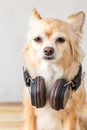 Cute chihuahua dog listening to music