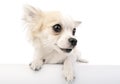 Cute chihuahua dog with parted lips portrait