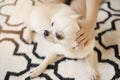 Cute Chihuahua dog sits on Scandinavian rug carpet on the floor and a hand of a little girl hug it. Indoors, sweet home