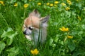 A cute  Chihuahua dog is sitting on a meadow Royalty Free Stock Photo