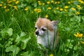 A cute  Chihuahua dog is sitting on a meadow Royalty Free Stock Photo