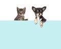 Cute chihuahua dog and tabby baby cat hanging over a blue paper border Royalty Free Stock Photo
