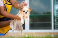 Cute chihuahua dog take a bath at home Royalty Free Stock Photo