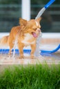 Cute chihuahua dog take a bath at home Royalty Free Stock Photo