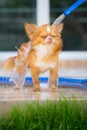 Cute chihuahua dog take a bath at home Royalty Free Stock Photo