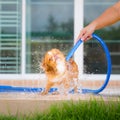 Cute chihuahua dog take a bath at home Royalty Free Stock Photo