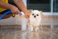 Cute chihuahua dog take a bath at home Royalty Free Stock Photo