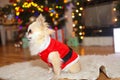 Cute chihuahua dog wearing in the costume of Santa Claus sit under christmas tree Royalty Free Stock Photo