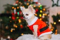 Cute chihuahua dog wearing in the costume of Santa Claus sit under christmas tree Royalty Free Stock Photo