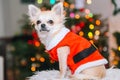 Cute chihuahua dog wearing in the costume of Santa Claus sit under christmas tree Royalty Free Stock Photo