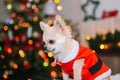 Cute chihuahua dog wearing in the costume of Santa Claus sit under christmas tree Royalty Free Stock Photo