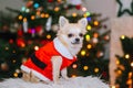 Cute chihuahua dog wearing in the costume of Santa Claus sit under christmas tree Royalty Free Stock Photo