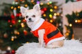 Cute chihuahua dog wearing in the costume of Santa Claus sit under christmas tree Royalty Free Stock Photo