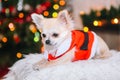 Cute chihuahua dog wearing in the costume of Santa Claus sit under christmas tree Royalty Free Stock Photo