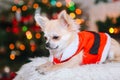 Cute chihuahua dog wearing in the costume of Santa Claus sit under christmas tree Royalty Free Stock Photo