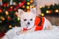 Cute chihuahua dog wearing in the costume of Santa Claus sit under christmas tree Royalty Free Stock Photo