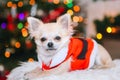 Cute chihuahua dog wearing in the costume of Santa Claus sit under christmas tree Royalty Free Stock Photo