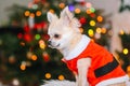 Cute chihuahua dog wearing in the costume of Santa Claus sit under christmas tree Royalty Free Stock Photo