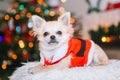 Cute chihuahua dog wearing in the costume of Santa Claus sit under christmas tree Royalty Free Stock Photo