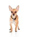 Cute chihuahua dog on white background Royalty Free Stock Photo