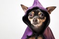 Cute chihuahua dog in a witch\'s Halloween costume on white background. Fun creative image with copy space for banner design