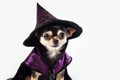 Cute chihuahua dog in a witch\'s Halloween costume on white background. Fun creative image with copy space for banner design