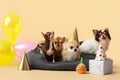 Cute chihuahua dogs celebrating Birthday on color background
