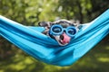 cute chihuahua in a hammock outside in the sun on a hot summer day Royalty Free Stock Photo