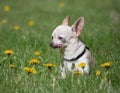 cute chihuahua with his tongue out resting in dandelion covered grass on a hot summer day