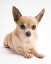 Cute Chihuahua Isolated on White Background Royalty Free Stock Photo