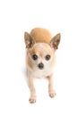 Cute Chihuahua Isolated on White Background Royalty Free Stock Photo