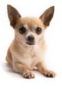 Cute Chihuahua Isolated on White Background Royalty Free Stock Photo