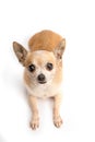 Cute Chihuahua Isolated on White Background Royalty Free Stock Photo