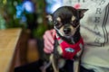 Cute chihuahua on the lap