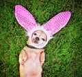 A cute chihuahua laying in the grass with his tongue out and bu