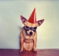 A cute chihuahua with a mask on Royalty Free Stock Photo